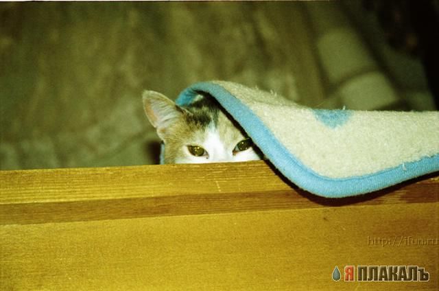 Коты, кошки, котята