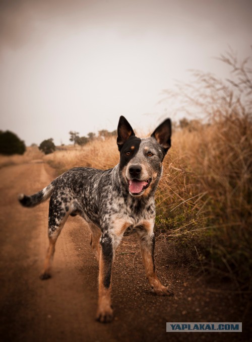 Собакочетверг