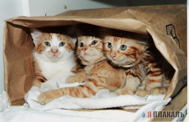 Коты, кошки, котята