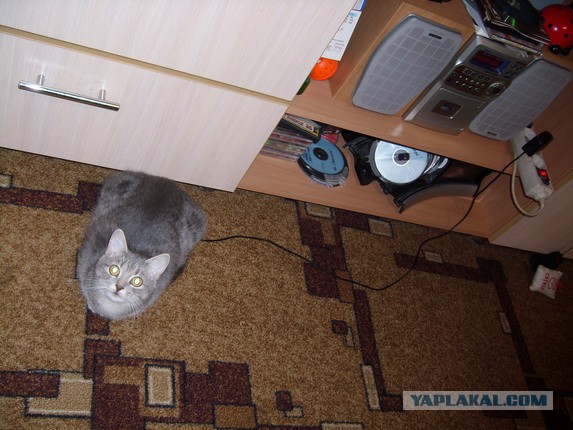 Котовторник 17.05.2016