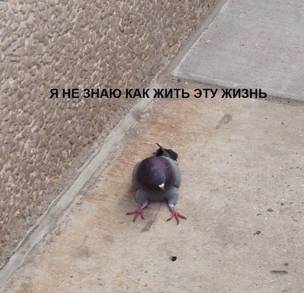 Шушуть октябрьских картинок