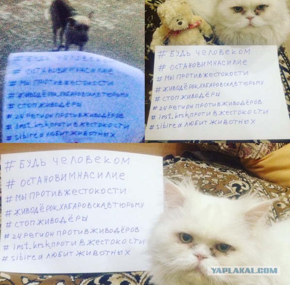 Живодерки из Хабаровска