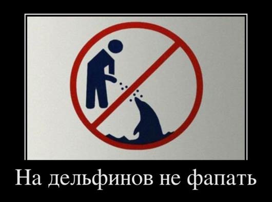 Строительство моста в Крым увеличило численность дельфинов в проливе