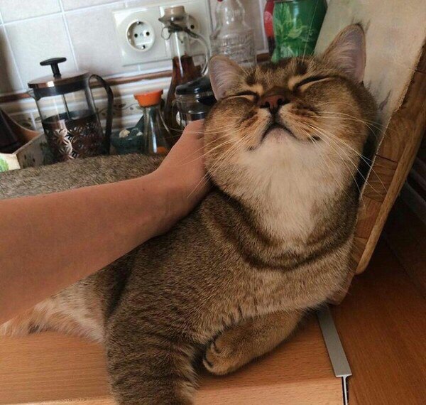 Коты и Кошки