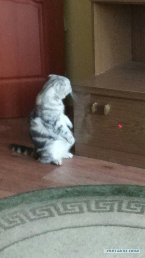 Котовторник 20.06.2017