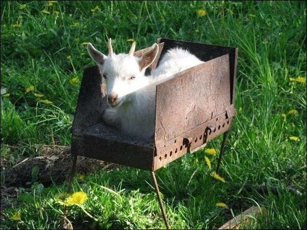 Приколы в стиле "регресс"