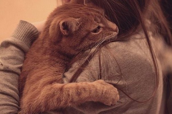 Коты и Кошки