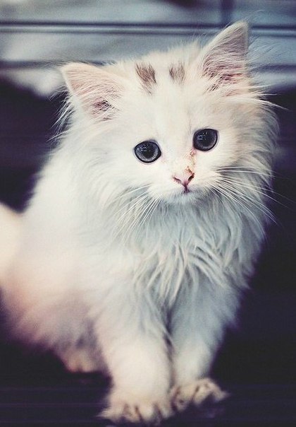 Коты и Кошки