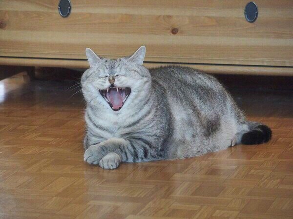 Прикольных котов пост