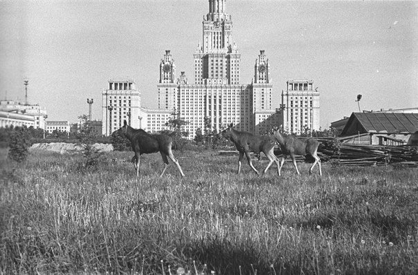 Картинки по-приколу