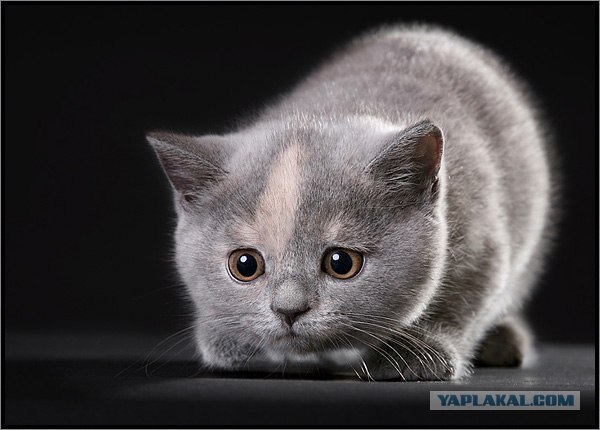 Даёшь Котовторник на ЯПе! (29.07.08)