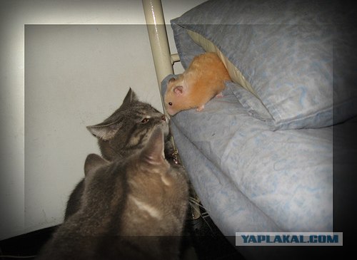 Понедельнечных хомяков топик
