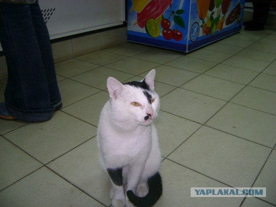 Котовторнику Да (09.12.08)