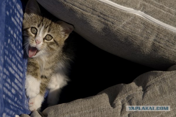 Котовторник (06.01)