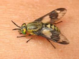 Командировка. В леса