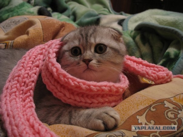Котовторник на 07.07.2009