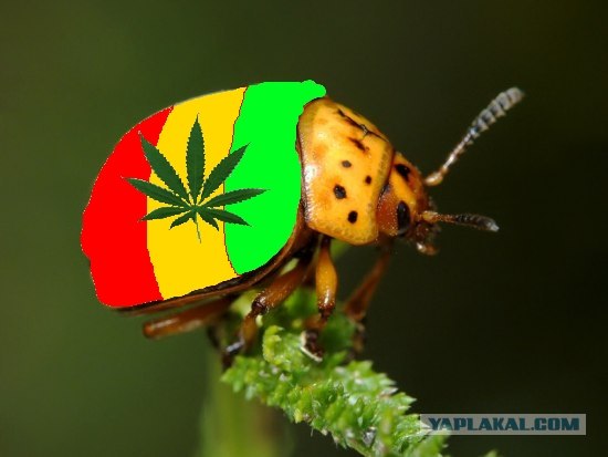 Колорадский жук против наркотиков