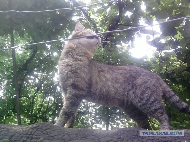 Котовторник уже сегодня!