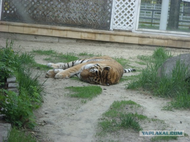 Зоопарк в Ростове-на-Дону