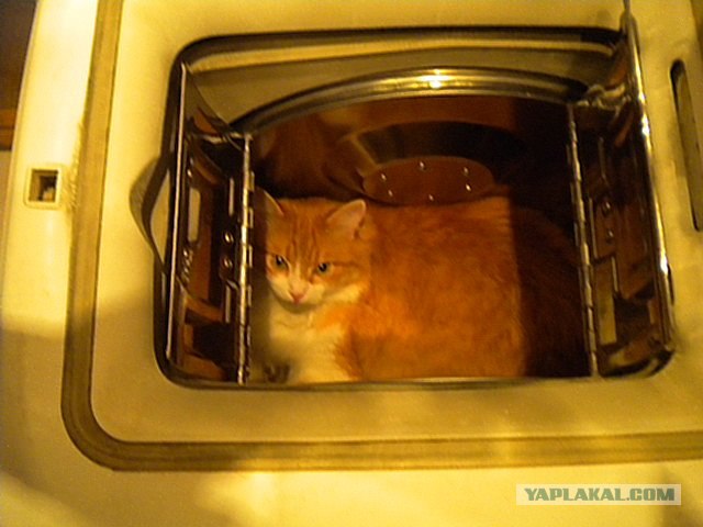 Котовторник 8 мая 2012