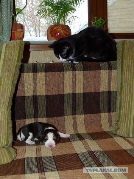 Котовторник  16.10.12