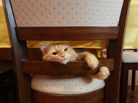 Котовторник 30.10.2012