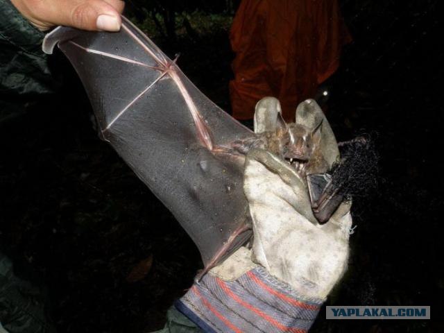 Одна из причин, почему я бы не поехал в  Перу.