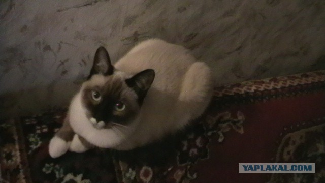 Мой опыт воспитания Кота – отучаем воровать со стола