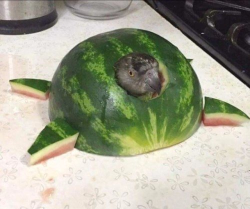 Живность из сети