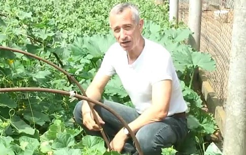 Теплицы дачников обкладывают штрафами и налогами