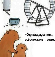 Из жизни хомяков
