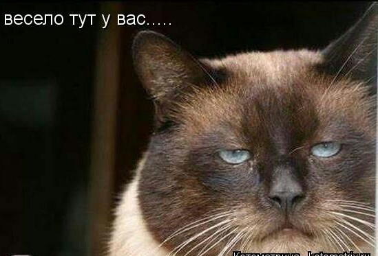 Что делать с соседский котом?