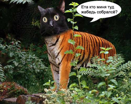 Киса хочет жабы
