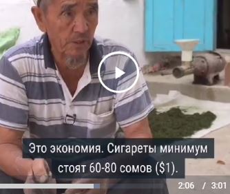 Как изготавливают насвай? 18+