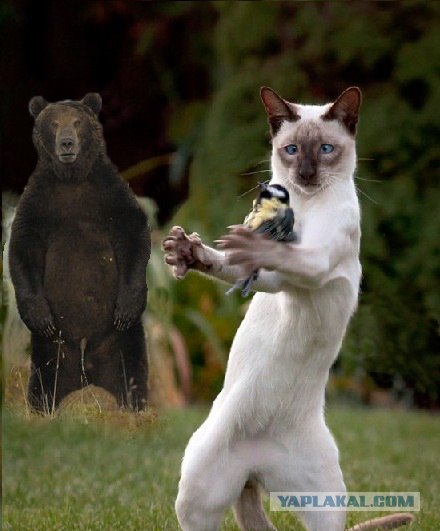 "Смелый" мишка