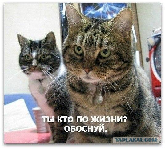 Коты избивают собаку