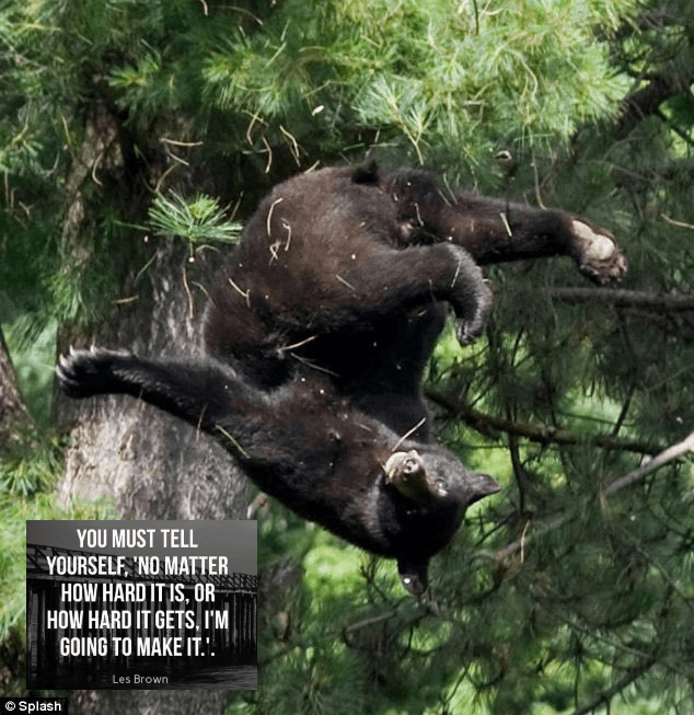 В сети снова увидели фото падающих с деревьев медведей. Их сделали героями фотожаб и мотиваторов