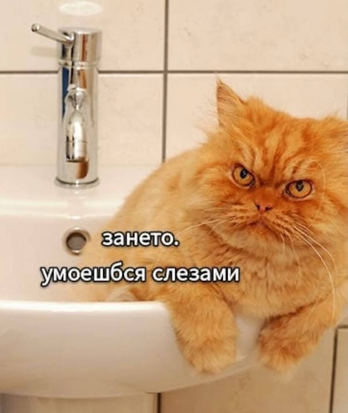 Котэбастовка!