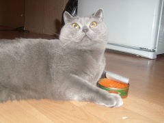 Котовторник 23.04.2013