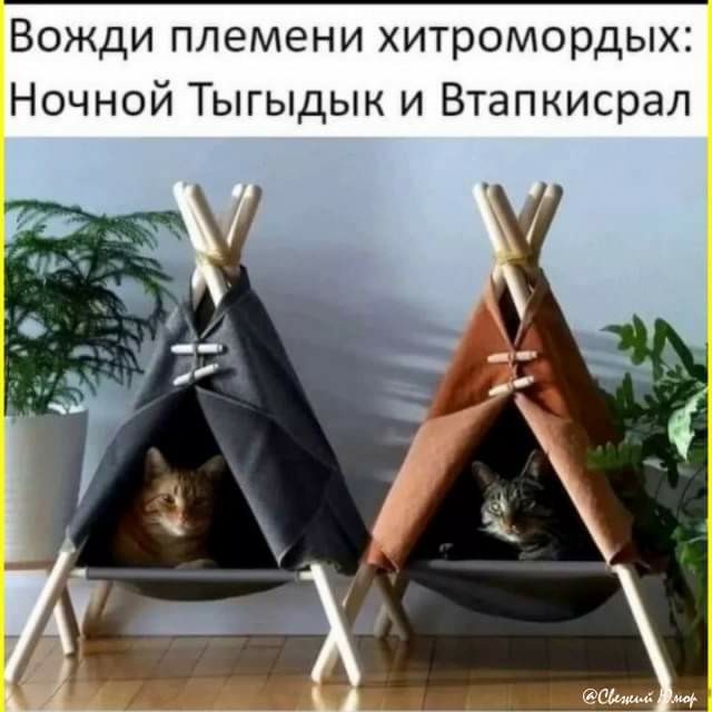 Куча веселых картинок