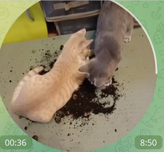 Оборотни против вампиров. Конкурс рассказов. Итоги