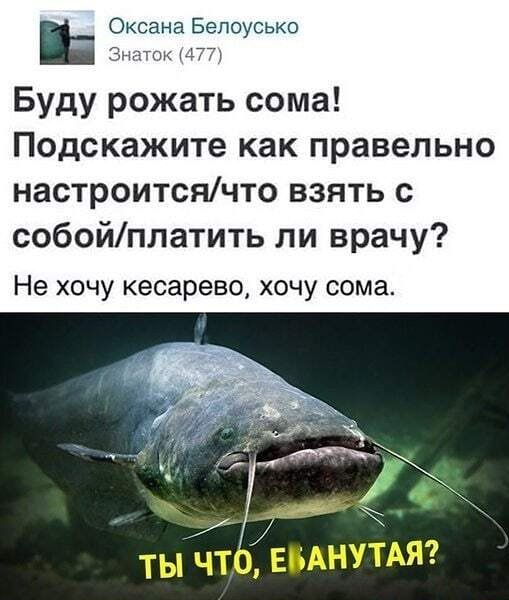 Сом