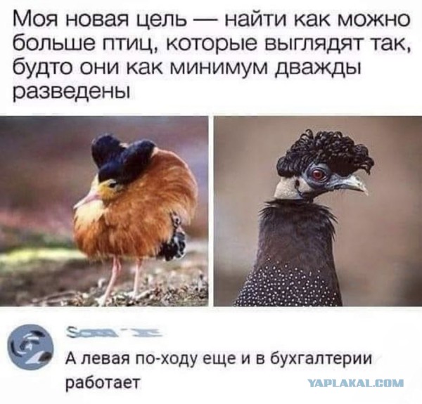 Куча-мала № 5