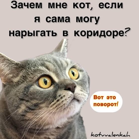К котовторнику: подборка картинок-баянов с котиками и про котиков. Выпуск 25.