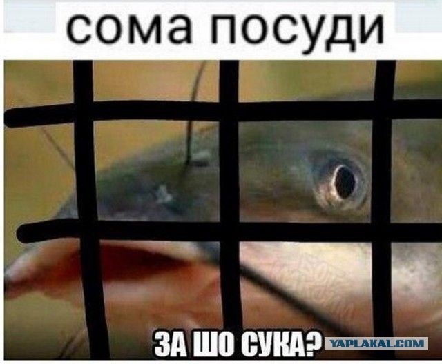 Это вам не крещенское купание