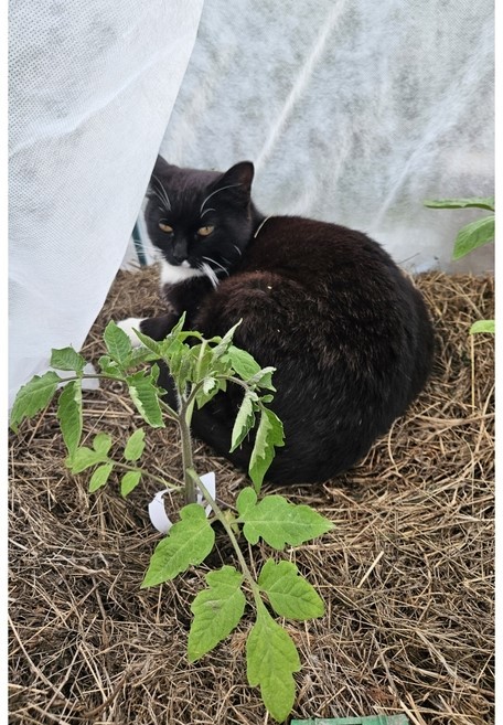 Мужчина нашёл котят на дороге