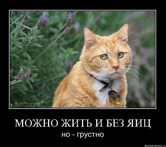 Прислали по факсу.