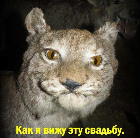 Если ваша свадьба не похожа на эту, то даже не зовите меня