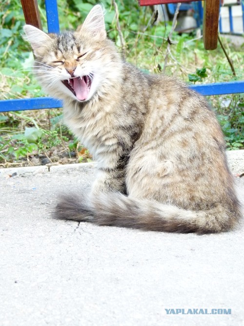 Котовторник   27.08.2013