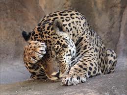 Органолептическое исследование Ягура (Jaguar)